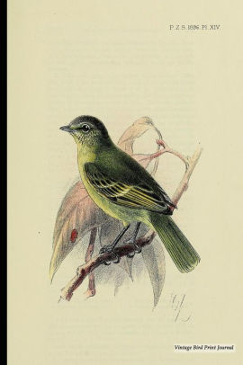 270x406 vintage bird print journal peruvian tyrannulet, x vintage - Vintage Bird Drawing