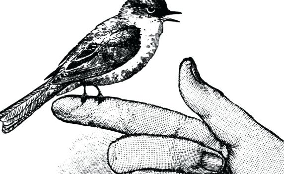 572x350 vintage drawings pear engraving of birds easysurfer - Vintage Bird Drawing