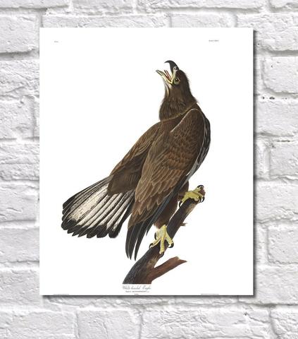423x480 White Headed Eagle Illustration Print Vintage Bird Sketch Art - Vintage Bird Drawing