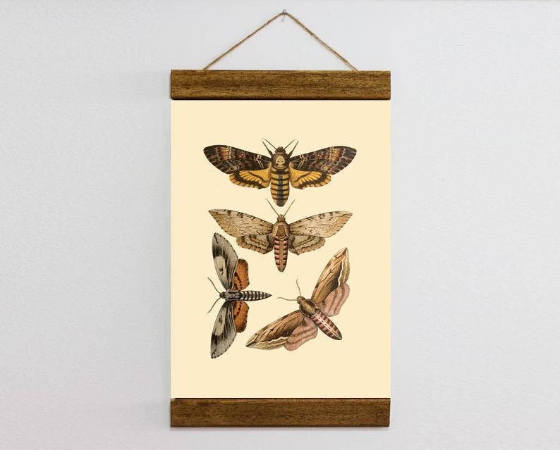 794x639 Colour Vintage Butterfly Drawing Wood Framed Canvas Print Etsy - Vintage Butterfly Drawing