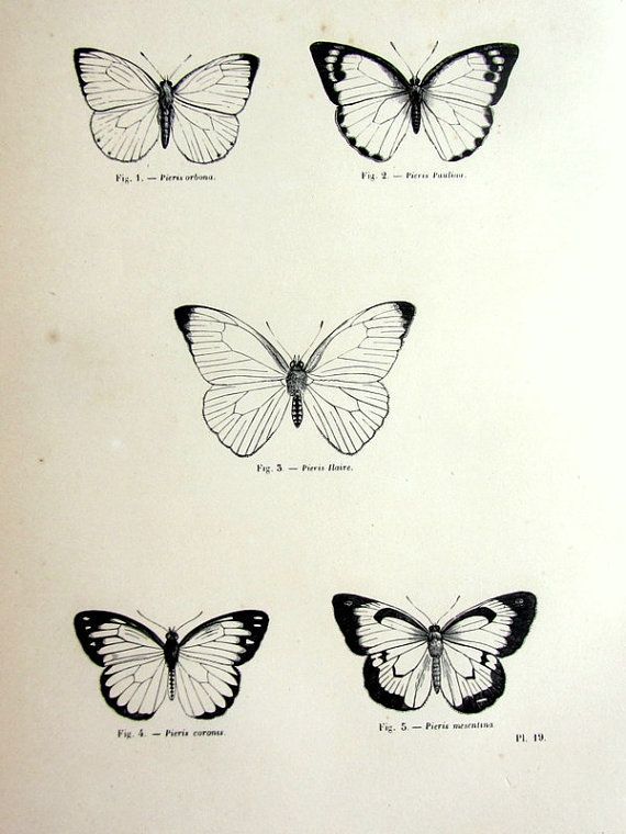 Vintage Butterfly Drawing at PaintingValley.com | Explore collection of ...