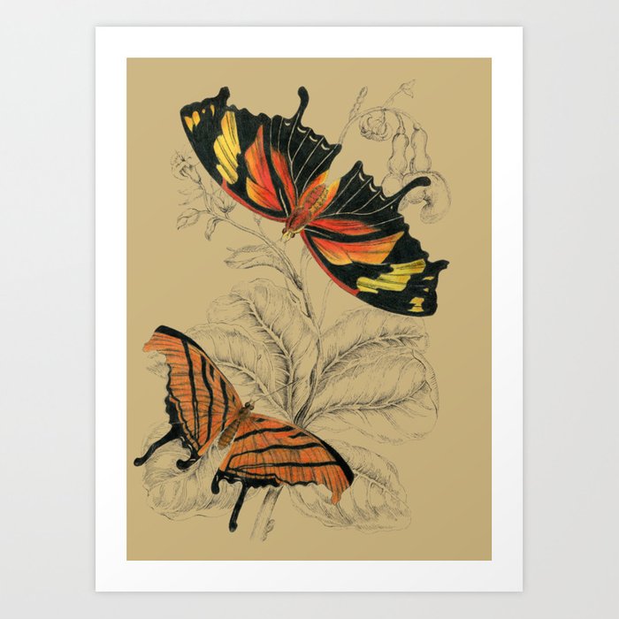 700x700 Scientific Antique Butterflies Entomology Drawing Art Print - Vintage Butterfly Drawing