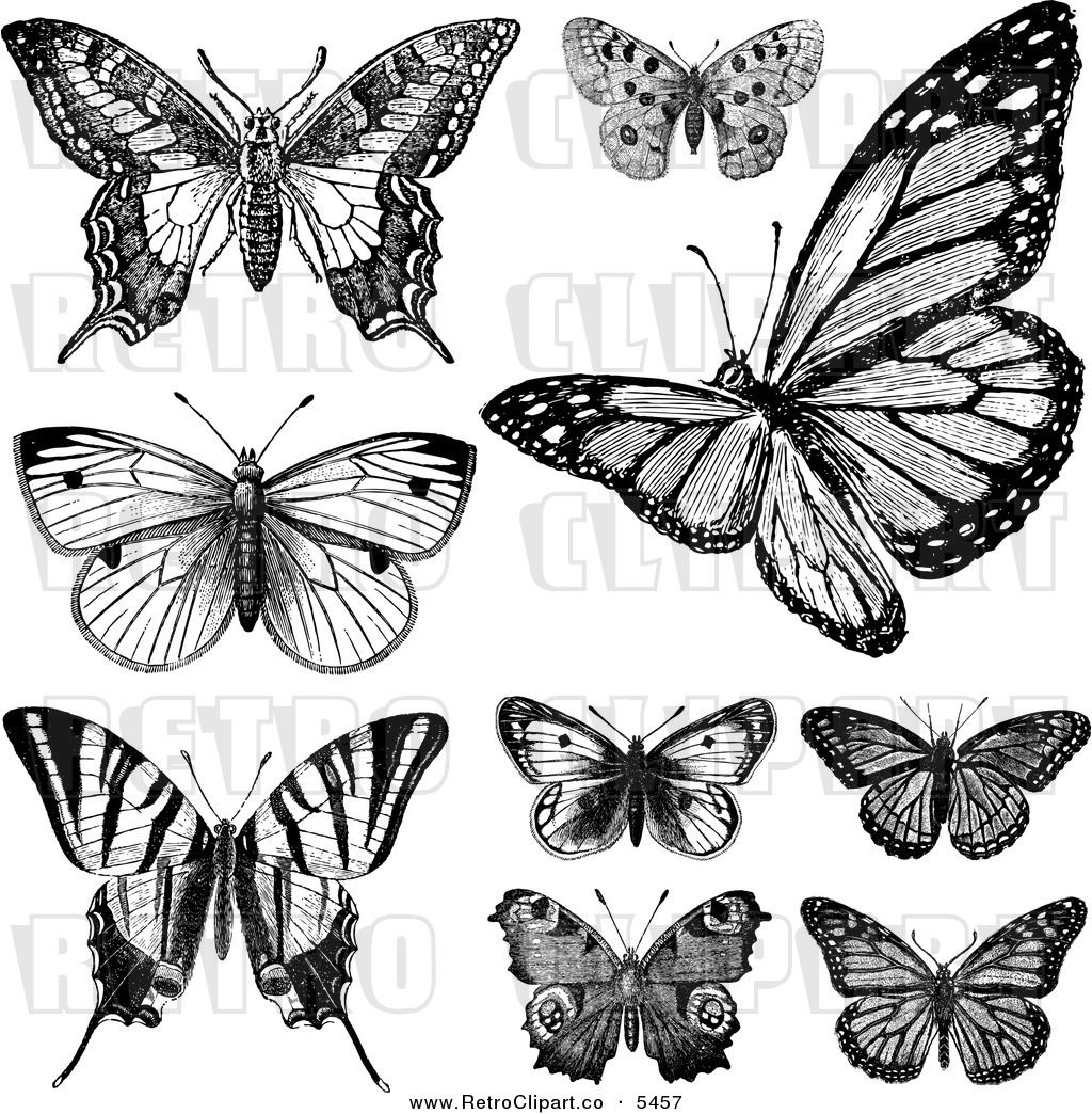 1024x1044 vintage black and white butterflies clipart pyrography and ideas - Vintage Butterfly Drawing