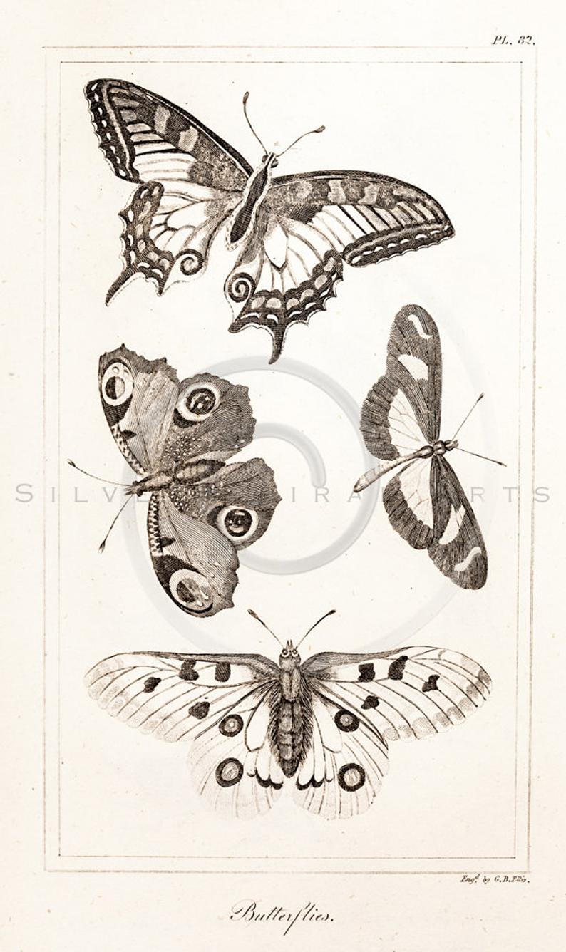 794x1336 Vintage Butterflies Printable Illustration Antique Etsy - Vintage Butterfly Drawing