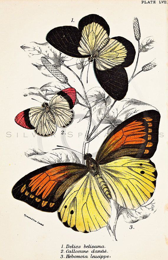 570x880 Vintage Butterflies Printable Illustration Antique Butterfly - Vintage Butterfly Drawing