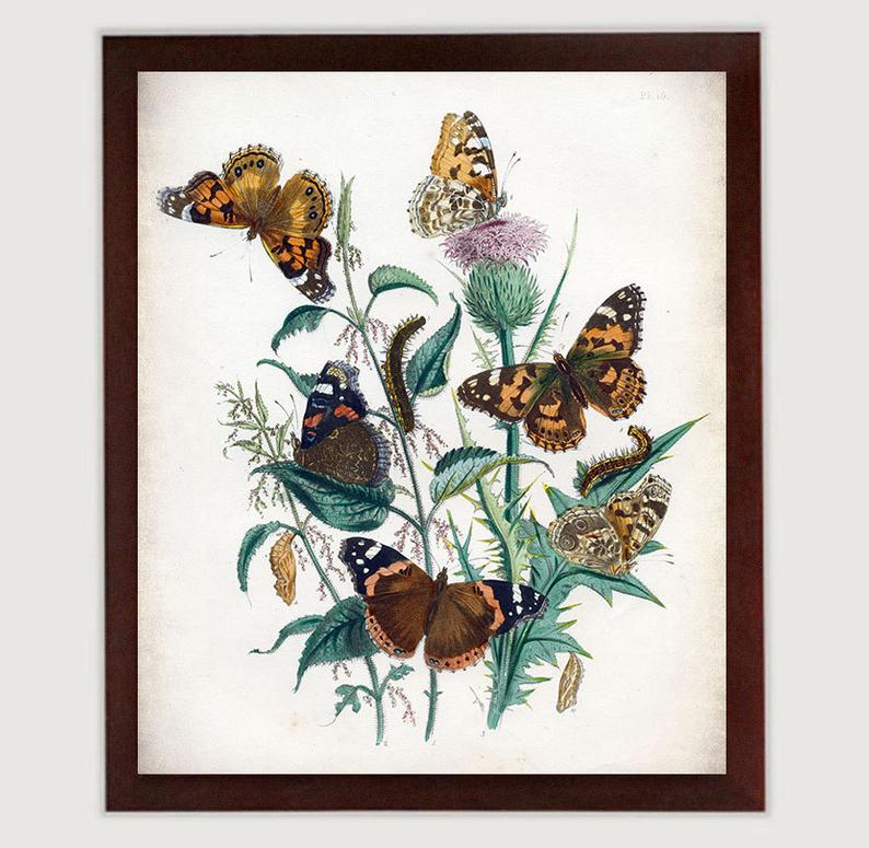 794x775 Vintage Butterflies Wall Art Style Print Poster Old Book Etsy - Vintage Butterfly Drawing