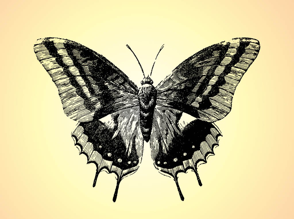 1024x765 Vintage Butterfly Drawing - Vintage Butterfly Drawing