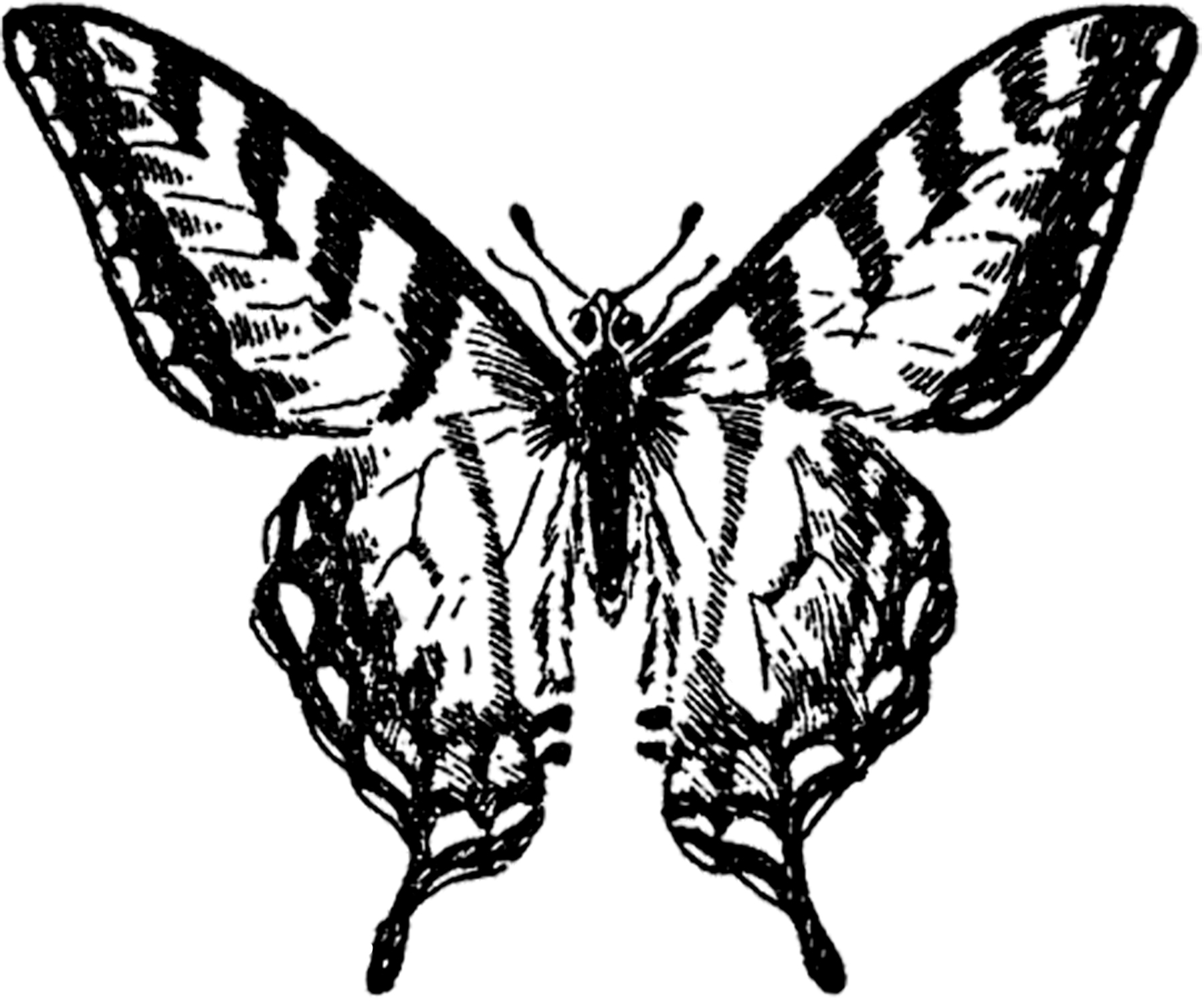 1800x1498 Vintage Butterfly Image - Vintage Butterfly Drawing