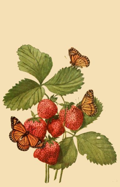 386x600 vintage butterfly image with strawberries - Vintage Butterfly Drawing