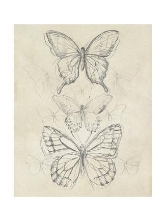 338x450 Vintage Butterfly Sketch Ii Art Print - Vintage Butterfly Drawing