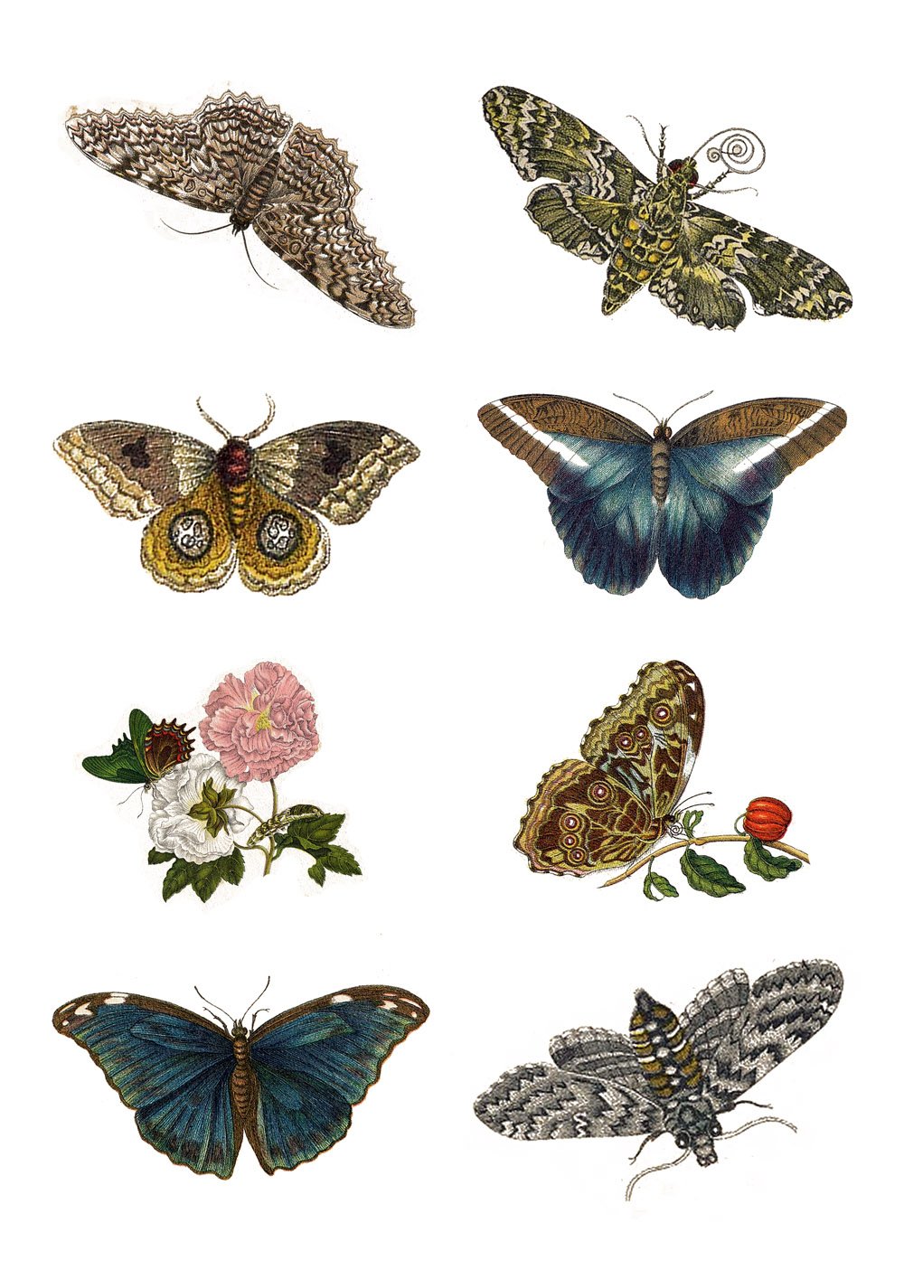 1000x1415 Large Stickers - Vintage Butterfly Drawing