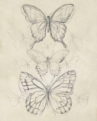 390x488 Vintage Butterfly Sketch Ii Posters - Vintage Butterfly Drawing
