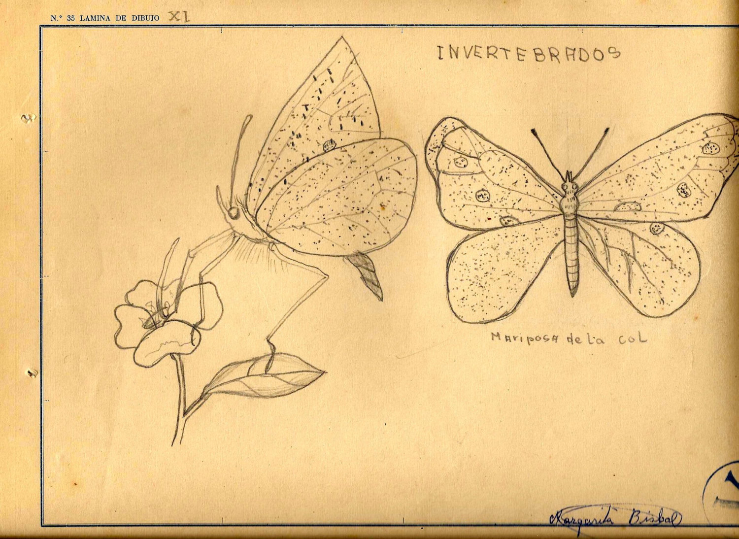 1500x1094 Vintage Butterfly Pencil Drawing From Spain Etsy - Vintage Butterfly Drawing