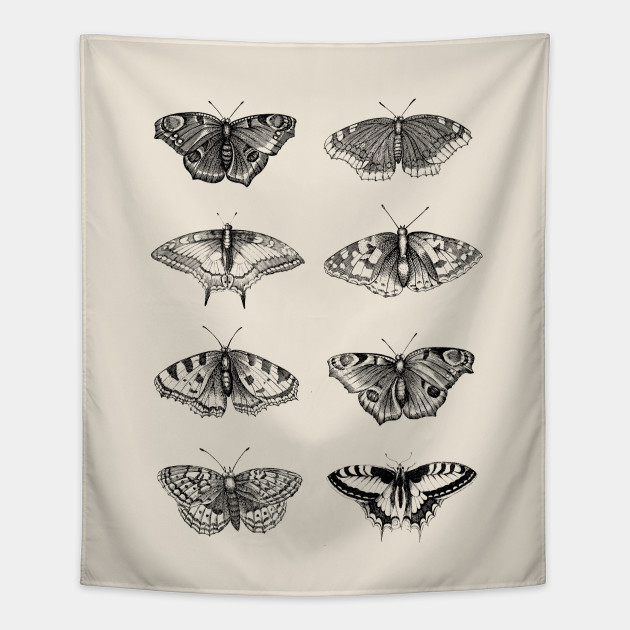 630x630 Vintage Butterflies Scientific Illustration - Vintage Butterfly Drawing