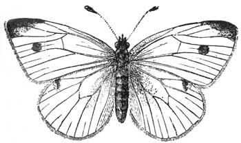 350x208 White Butterfly - Vintage Butterfly Drawing