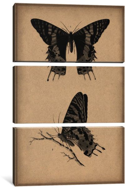 401x600 Icanvasart Piece Vintage Butterfly Scientific Drawing Canvas - Vintage Butterfly Drawing