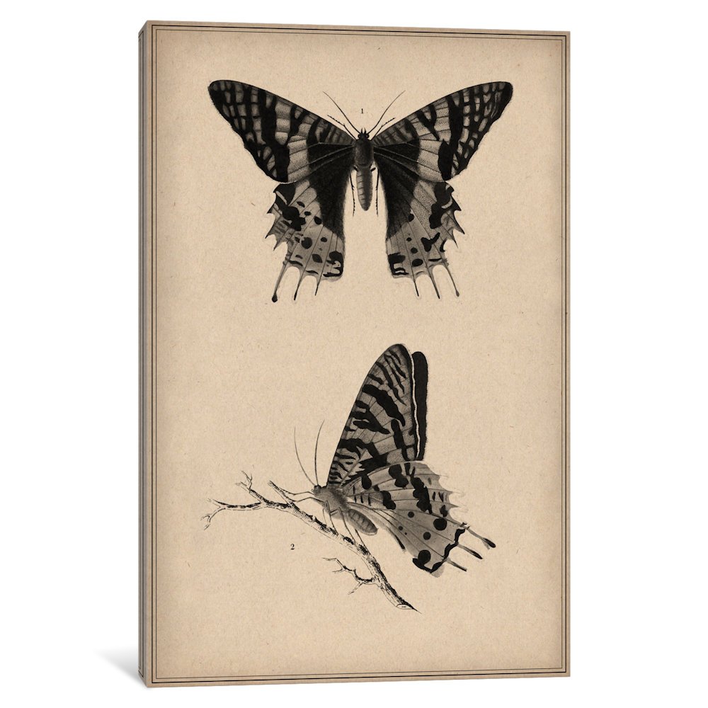 1000x1000 Icanvasart Piece Vintage Butterfly Scientific - Vintage Butterfly Drawing