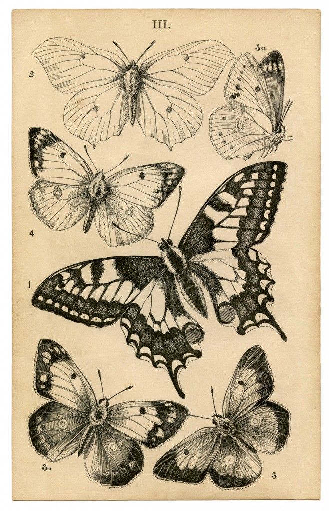 659x1024 Antique Butterfly Print - Vintage Butterfly Drawing
