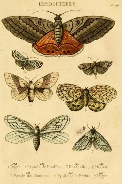 399x600 antique natural history print the study of moths woodland forest - Vintage Butterfly Drawing