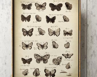 340x270 Butterfly Poster Etsy - Vintage Butterfly Drawing
