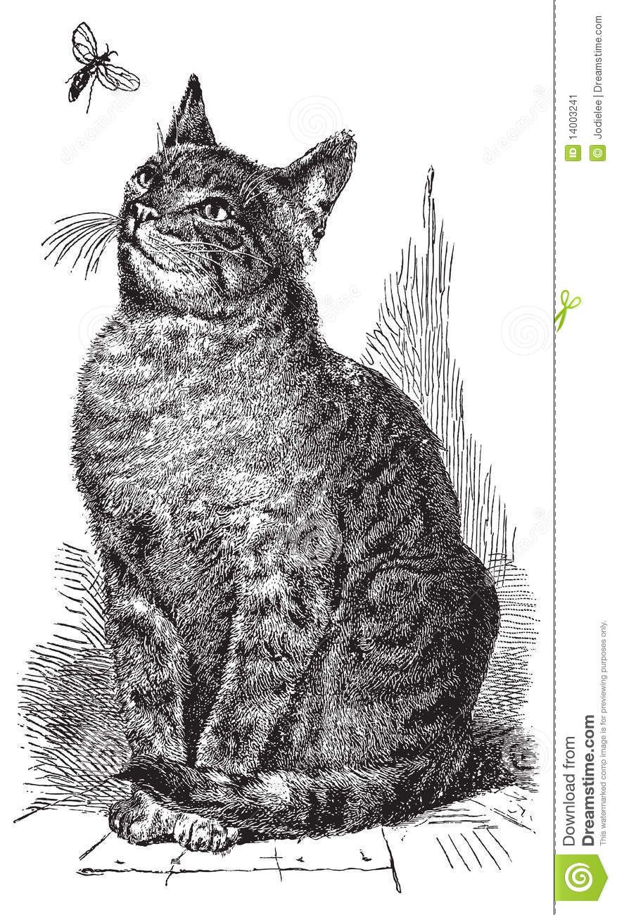 877x1300 Vector Cat Drawing Illustration Stock Image - Vintage Cat Drawing