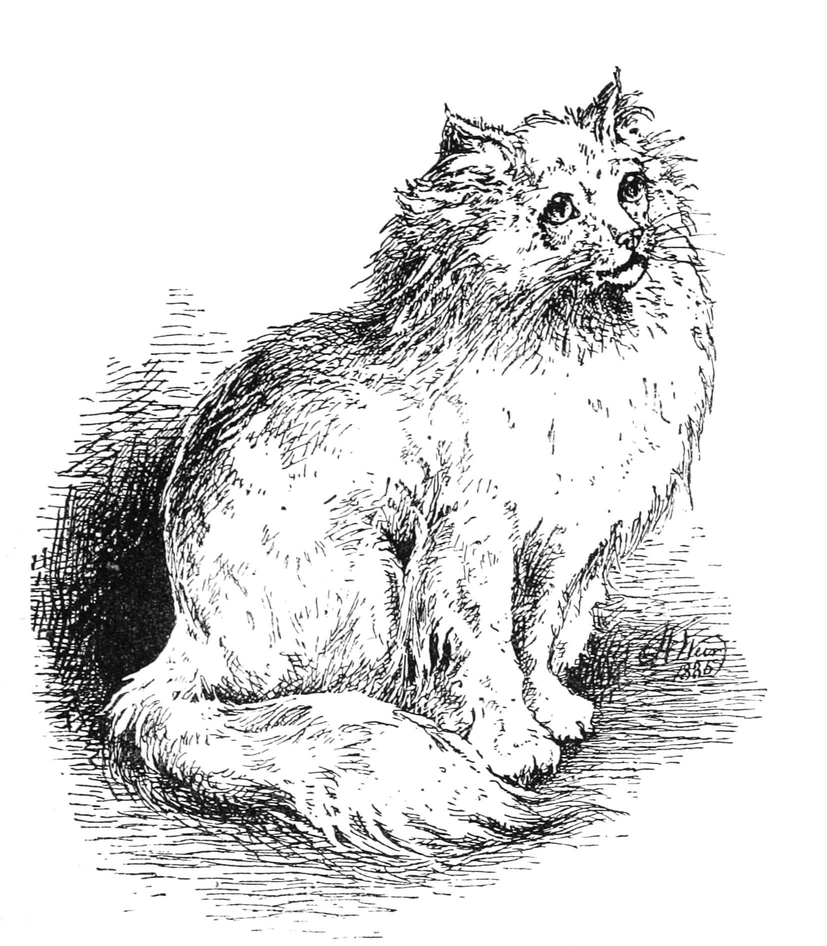 1654x1892 Vintage White Cat Drawing - Vintage Cat Drawing