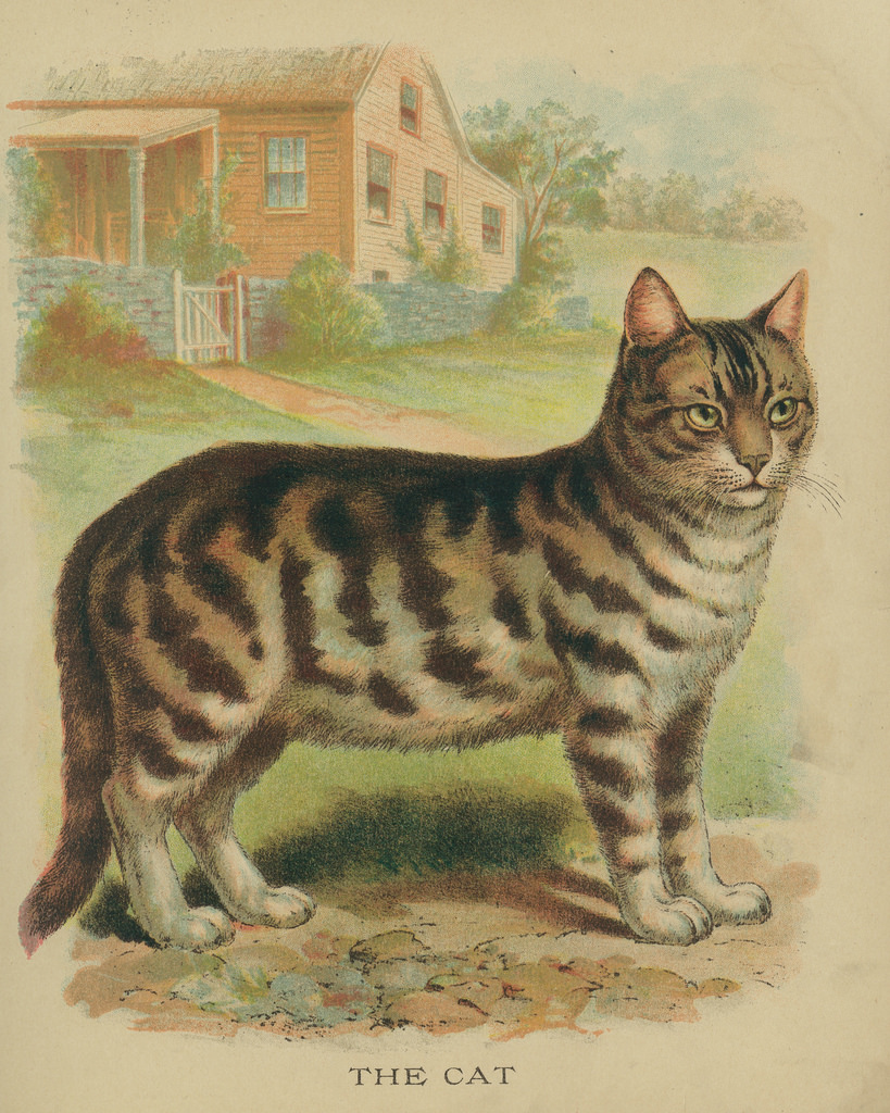 819x1024 All Sizes Vintage Cat Drawing - Vintage Cat Drawing