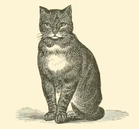 276x257 Another Copyright Free - Vintage Cat Drawing