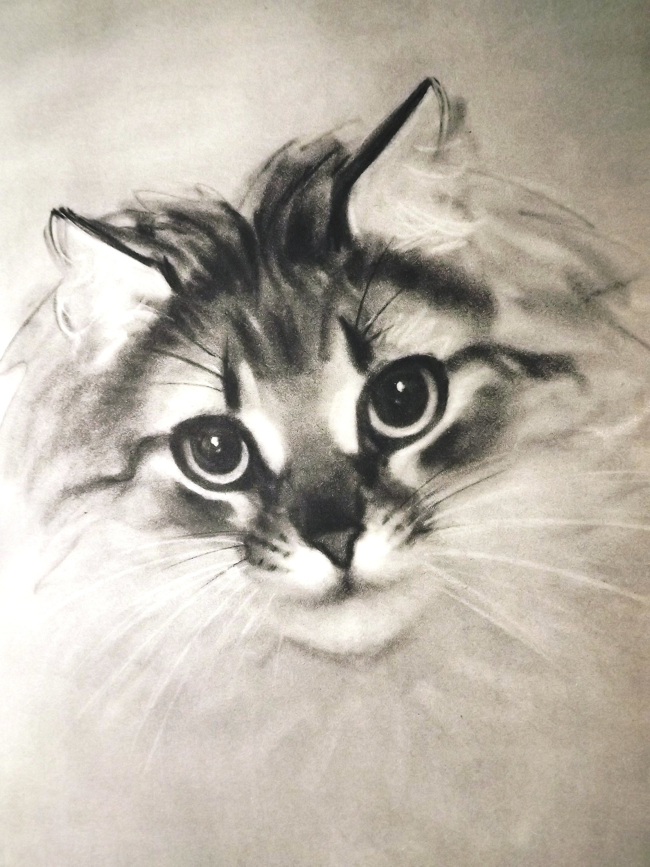 2250x3000 cat illustration cat drawing cat art print vintage cat print etsy - Vintage Cat Drawing