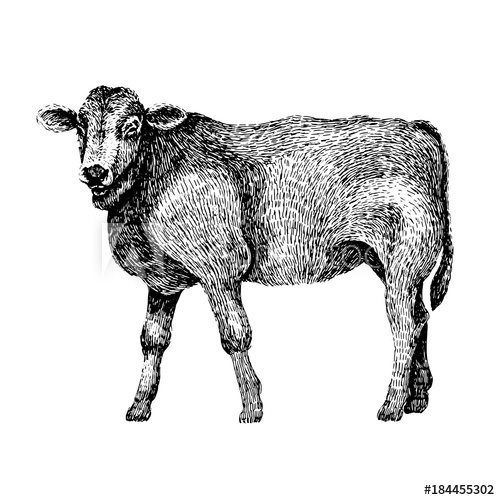 500x500 Cow Hand Drawn Illustration Of Beautiful Black And White Animal - Vintage Cow Drawing