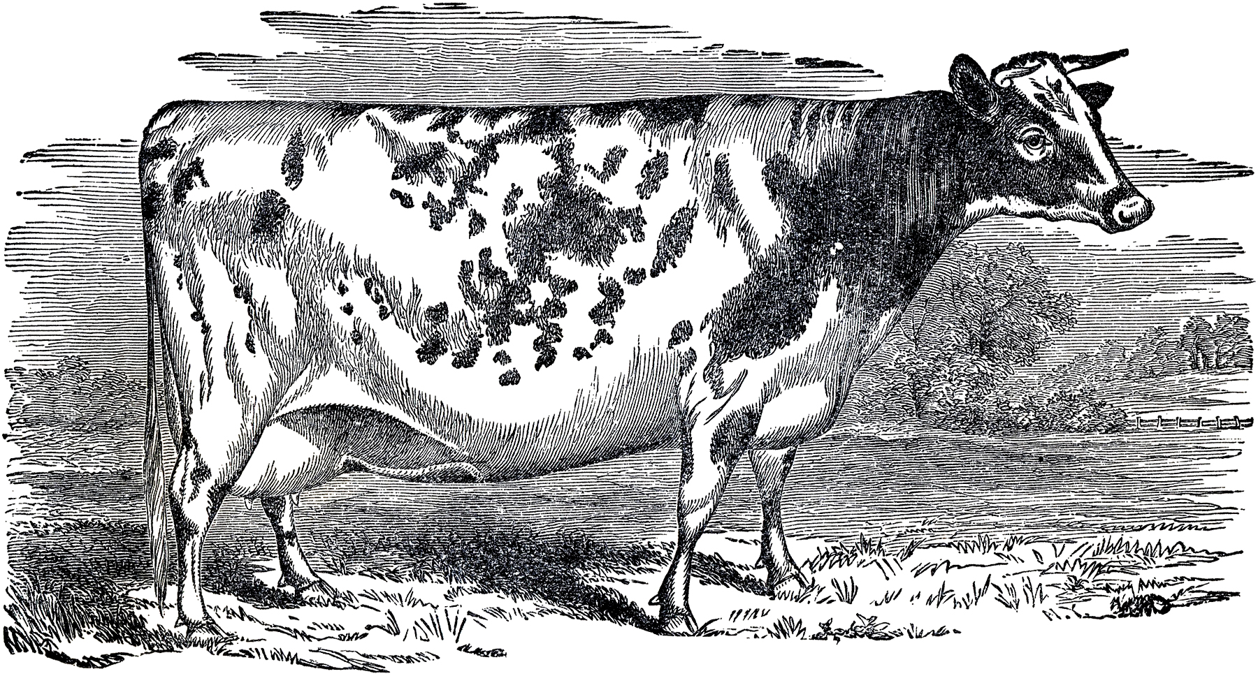1800x968 Free Vintage Cow Clip Art - Vintage Cow Drawing