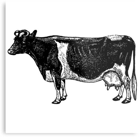 550x545 Vintage Cattle Side View - Vintage Cow Drawing