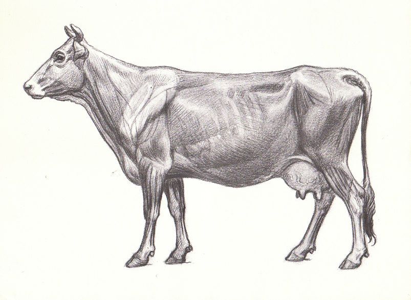 803x586 vintage cow the vintage cows in cow illustration, cartoon - Vintage Cow Drawing