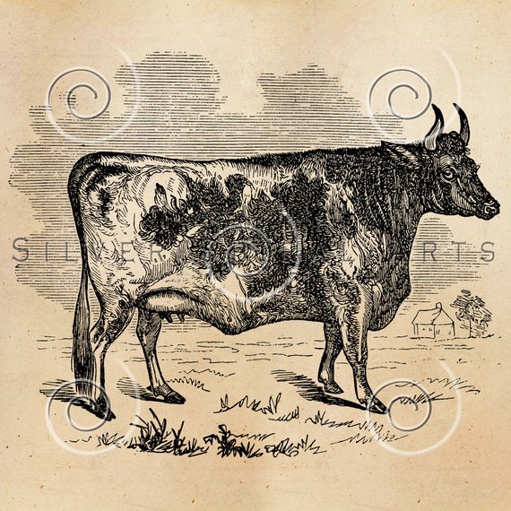 570x570 Vintage Cow Illustration Printable Cows Antique Animal Etsy - Vintage Cow Drawing