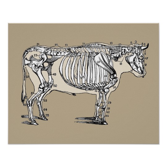540x540 Vintage Cow Skeleton Poster - Vintage Cow Drawing