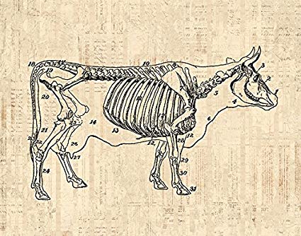 425x334 Antique Bull Diagram Vintage Cow Print Farm Animal - Vintage Cow Drawing