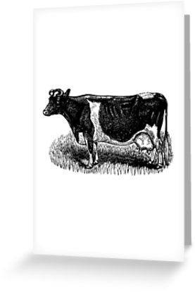 277x415 Vintage Cow On Grass Woodcut Style Greeting Cards - Vintage Cow Drawing