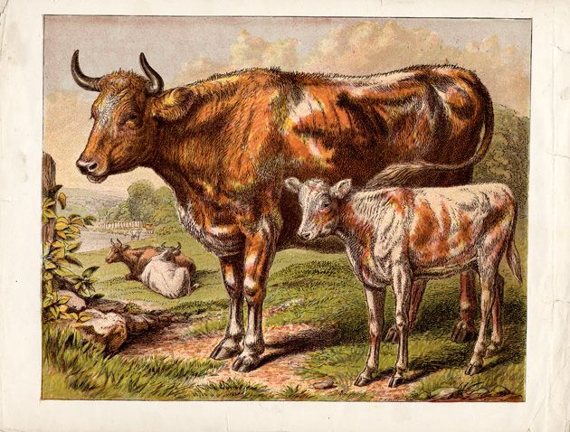 630x478 Vintage Cows Image - Vintage Cow Drawing