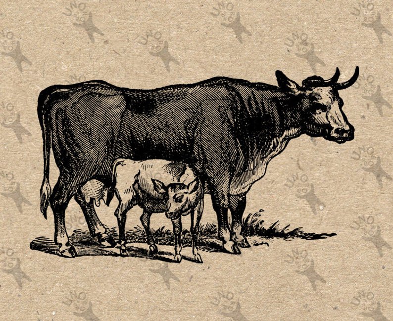 794x648 Vintage Retro Drawing Image Cow With Calf Instant Download Etsy - Vintage Cow Drawing