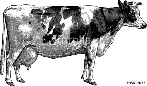 500x292 Vintage Drawing Cow Stock Photo And Royalty Free Images - Vintage Cow Drawing
