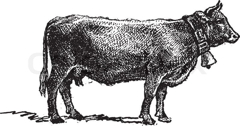 800x421 Vintage Cow Drawing - Vintage Cow Drawing