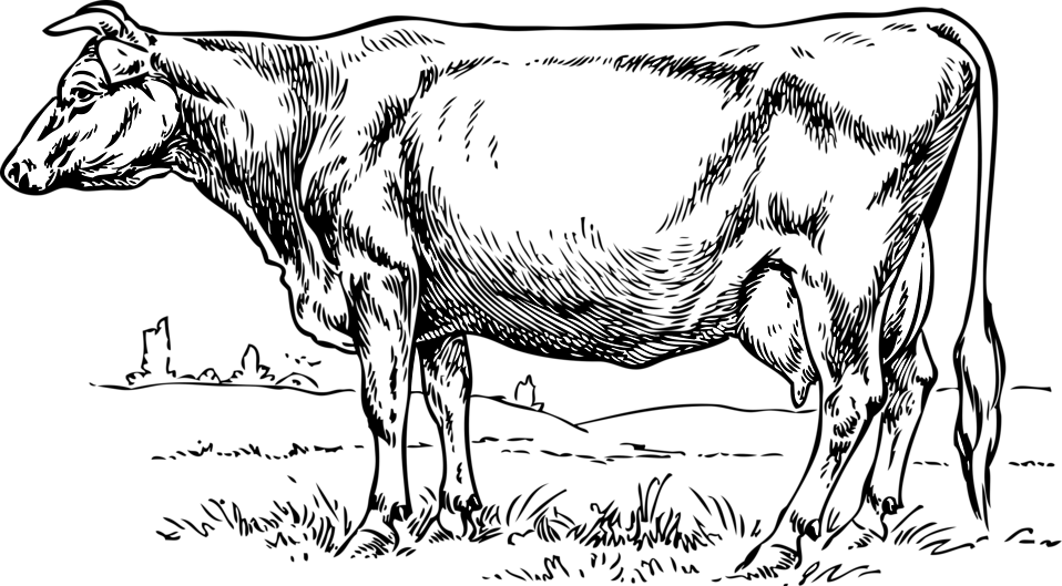 958x529 Collection Of Free Vector Cow Vintage Download On Ui Ex - Vintage Cow Drawing