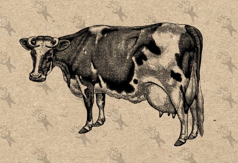 794x544 cow image instant download digital cow milk farm dairy drawing etsy - Vintage Cow Drawing