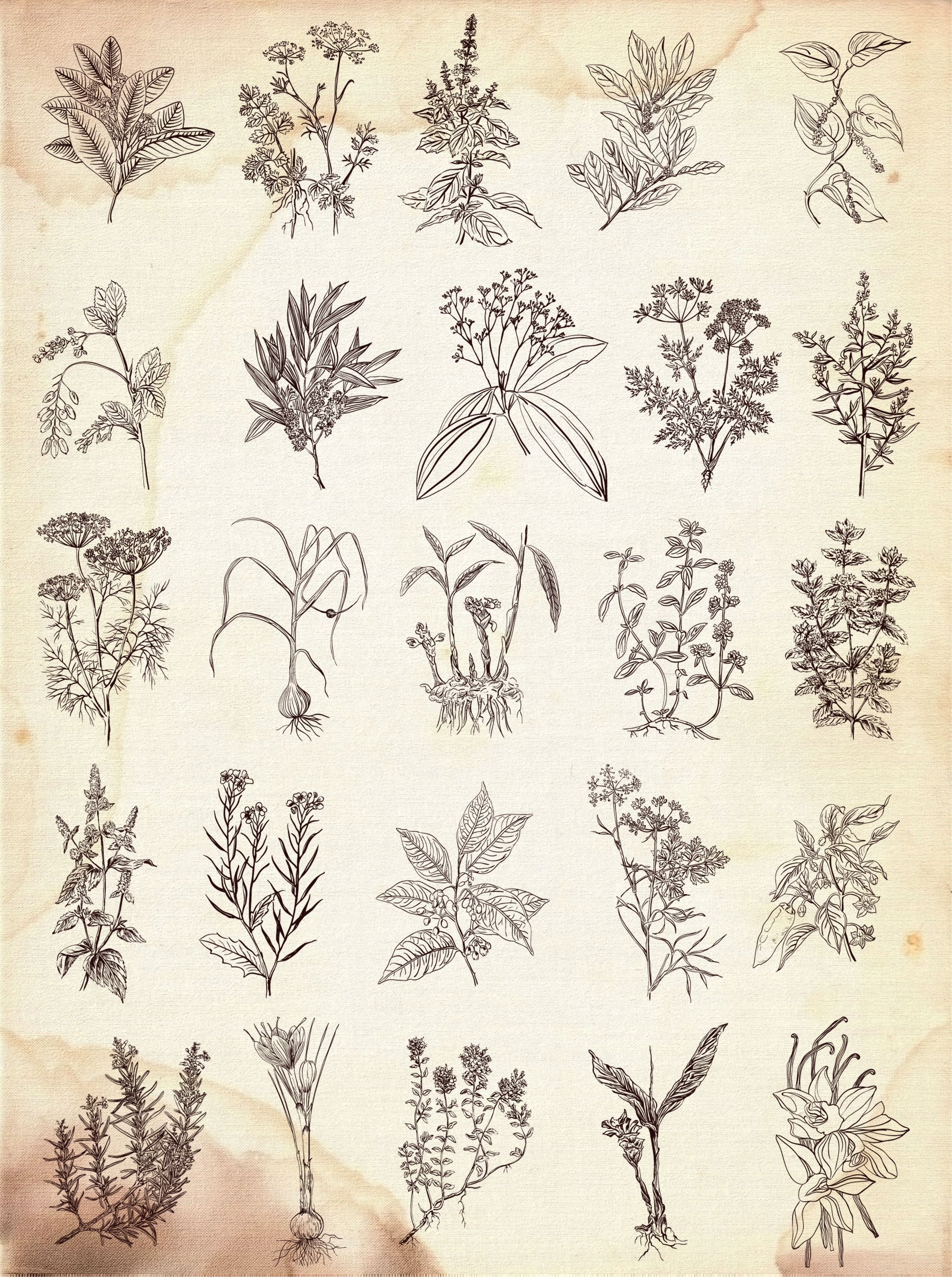 2224x2983 More Great Drawings For Embroidery Projects - Vintage Drawings