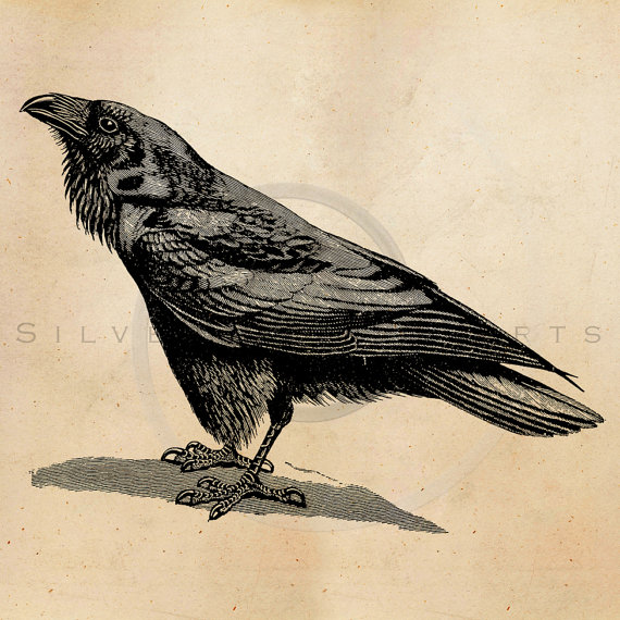 570x570 Vintage Raven Crow Illustration Printable Antique Birds - Vintage Drawings