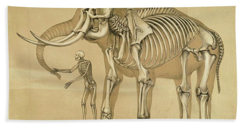967x500 Vintage Elephant And Human Skeleton Illustration Beach Towel - Vintage Elephant Drawing