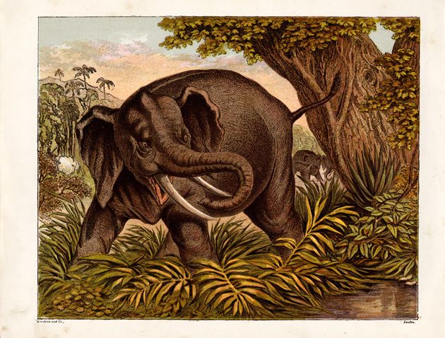 630x478 Vintage Elephant Drawing - Vintage Elephant Drawing