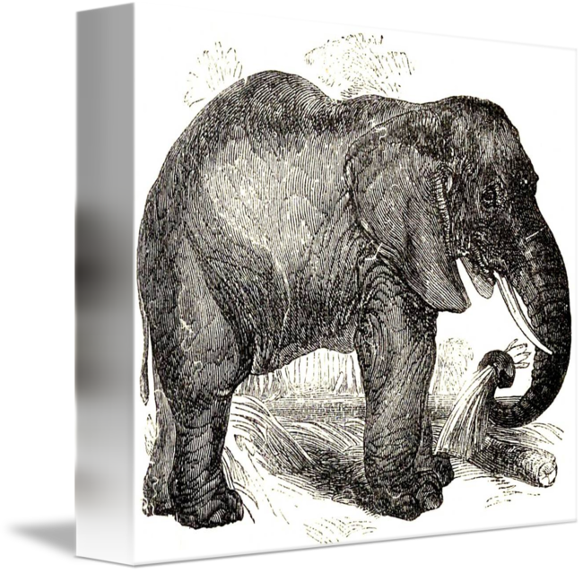 650x639 Vintage Elephant Illustration - Vintage Elephant Drawing