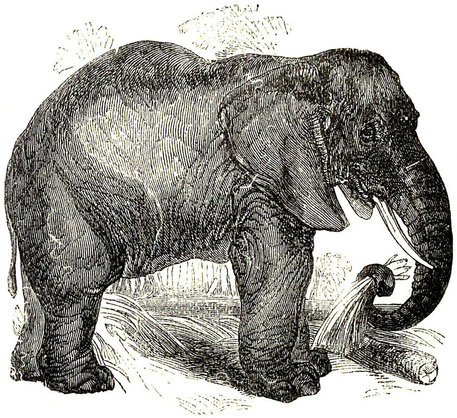 900x825 Vintage Elephant Illustration - Vintage Elephant Drawing