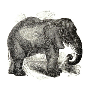 300x300 Vintage Elephant Illustration - Vintage Elephant Drawing